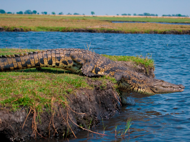 krokodil-in-het-chobe-national-park-in-botswana
