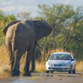self-drive-safari-in-zuidelijk-afrika