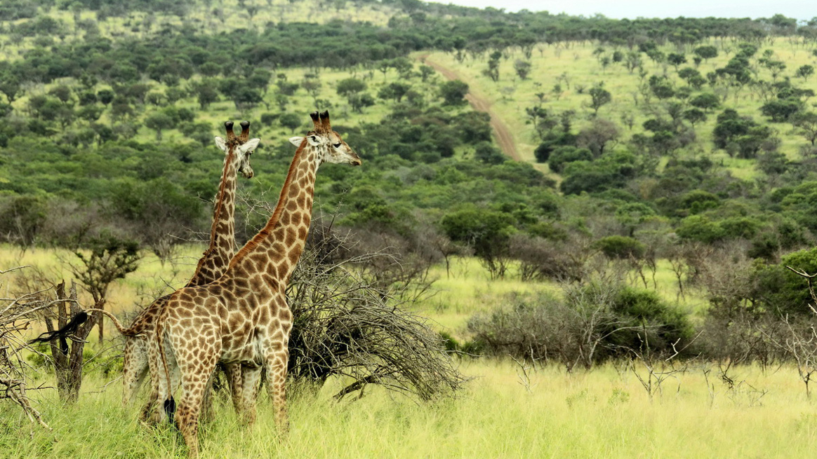 thanda-private-game-reserve-safari-lodge-kwazulu-natal-giraffe
