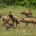 wild-dogs-wilde-honden-tijdens-safari-in-zuidelijk-afrika
