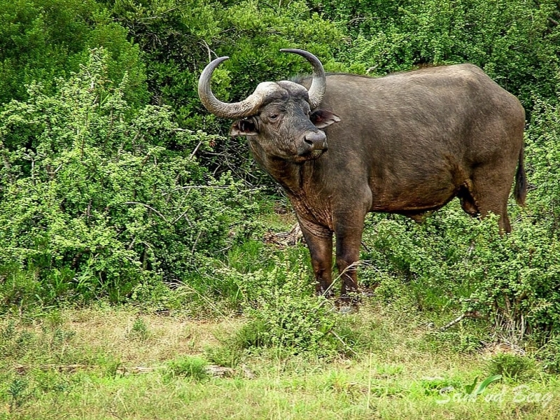 Baviaanskloof Oost Kaap Zuid-Afrika Buffel