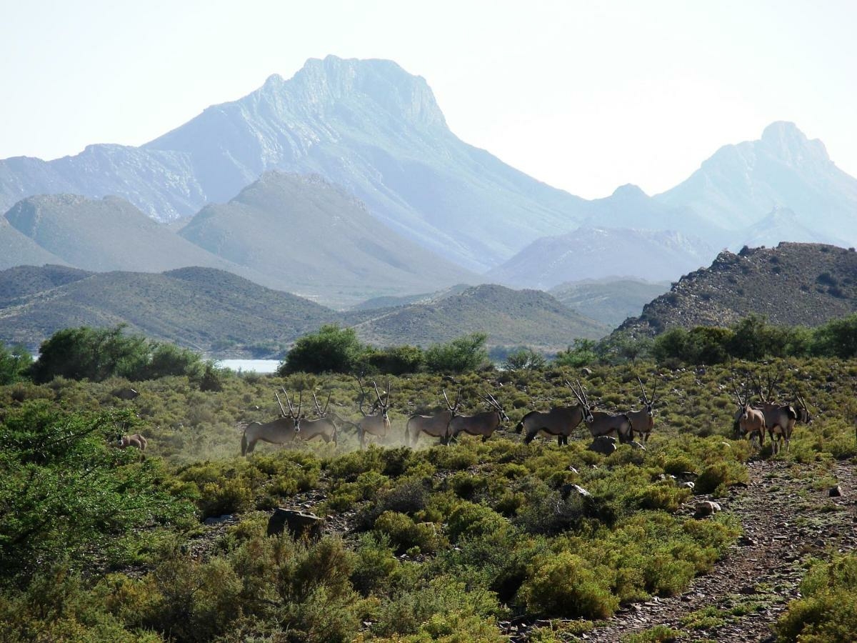 Dieren gezien tijdens een wildrit in Bosch Luys Kloof, Klein Karoo