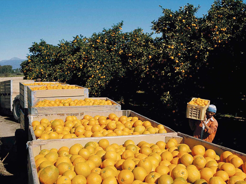 citrus-plantages-in-de-buurt-van-nelspruit