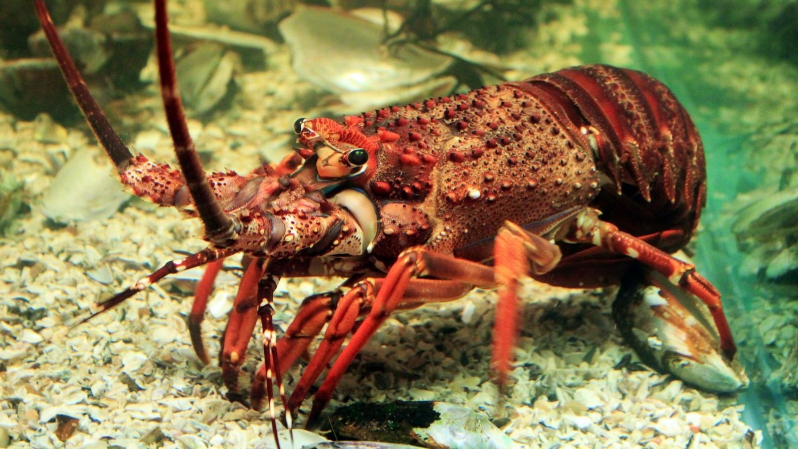 clifton-rock-crayfish