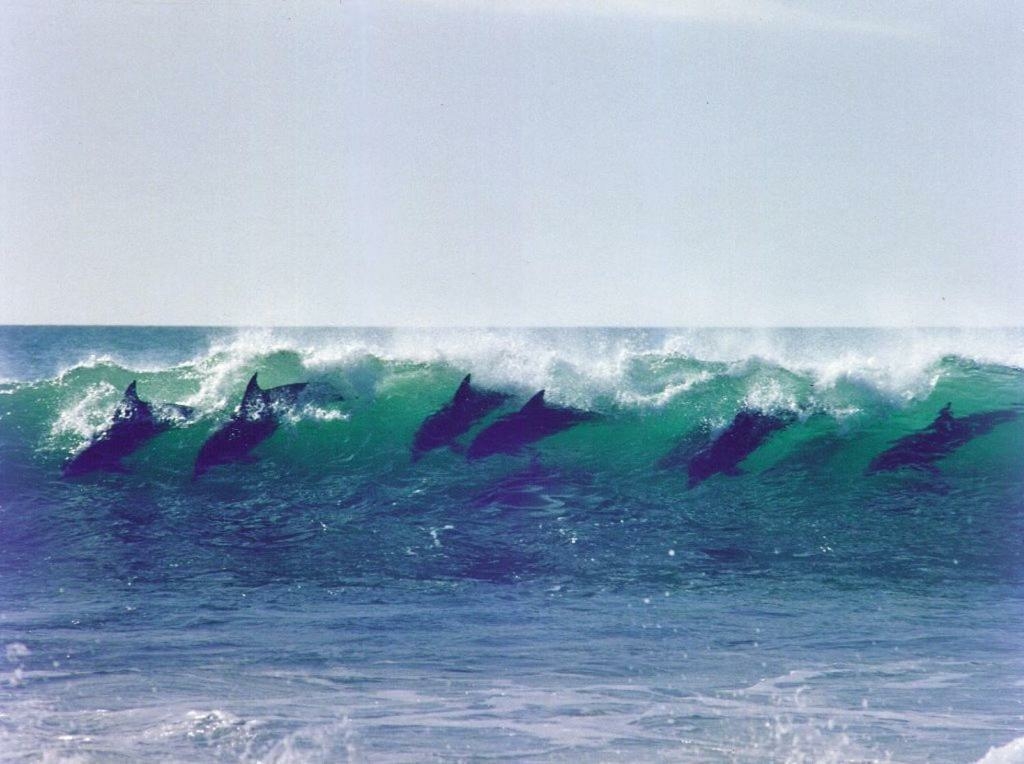diaz-15-luxury-accommodation-jeffreys-bay-dolphins-close-to-the-shore