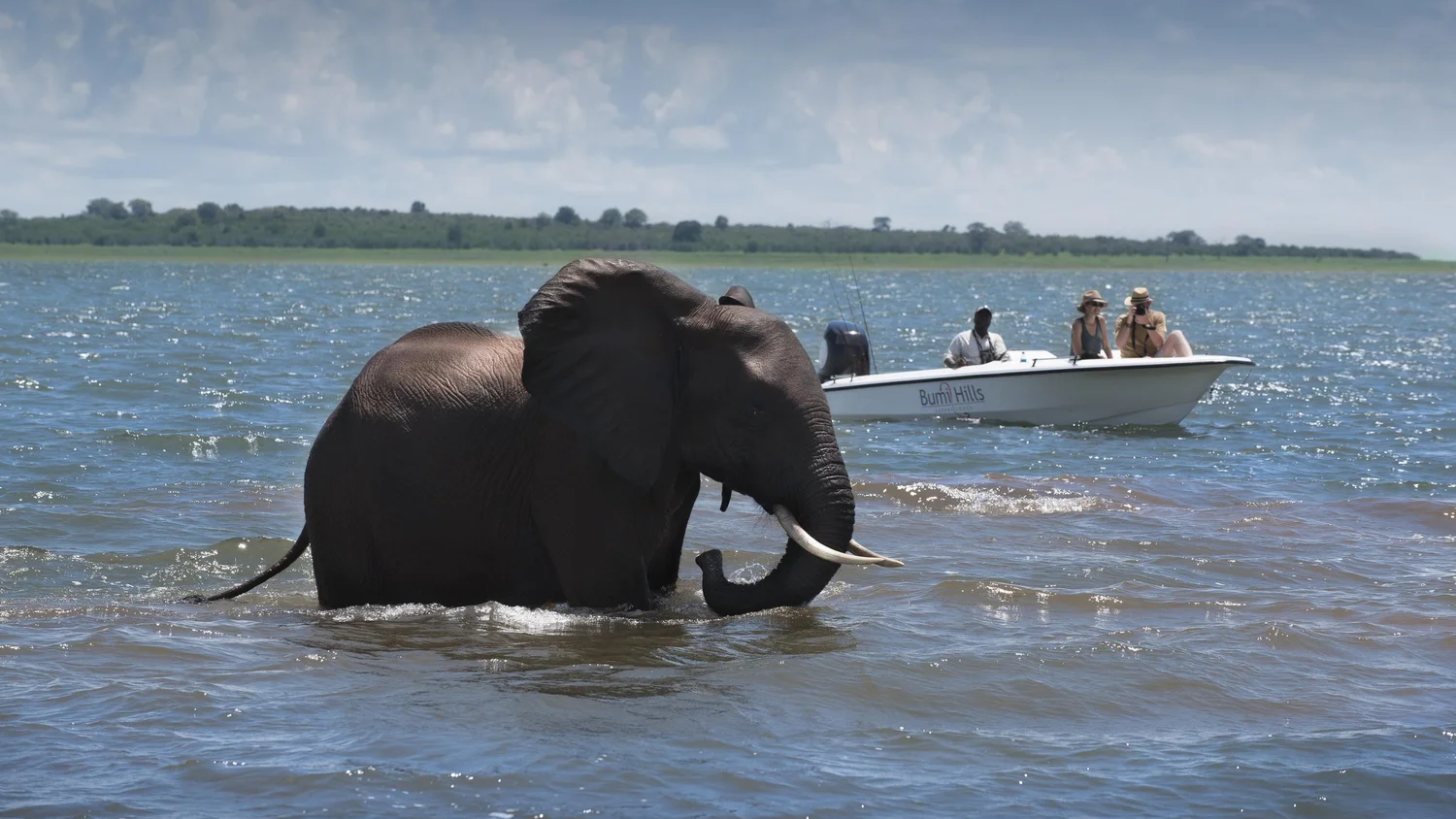 elephant-spotting-during-water-safari-on-lake-kariba-in-zimbabwe