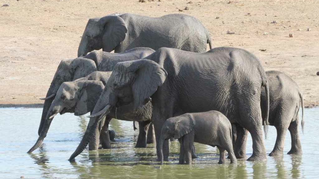 elephants-in-hwange-national-park-zimbabwe