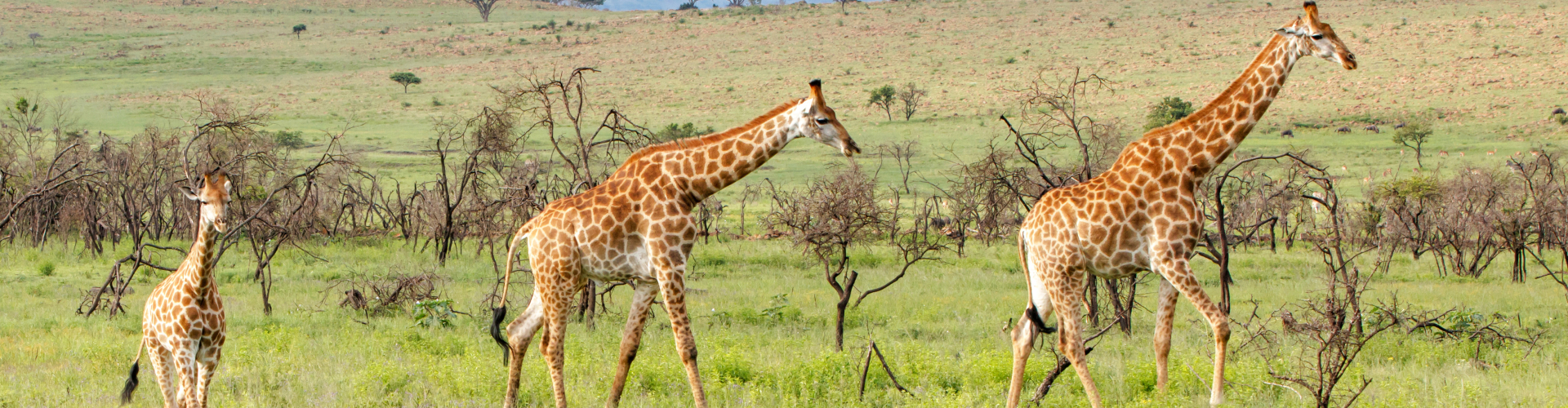 giraffes-in-nambiti_game_reserve-in-south-africa