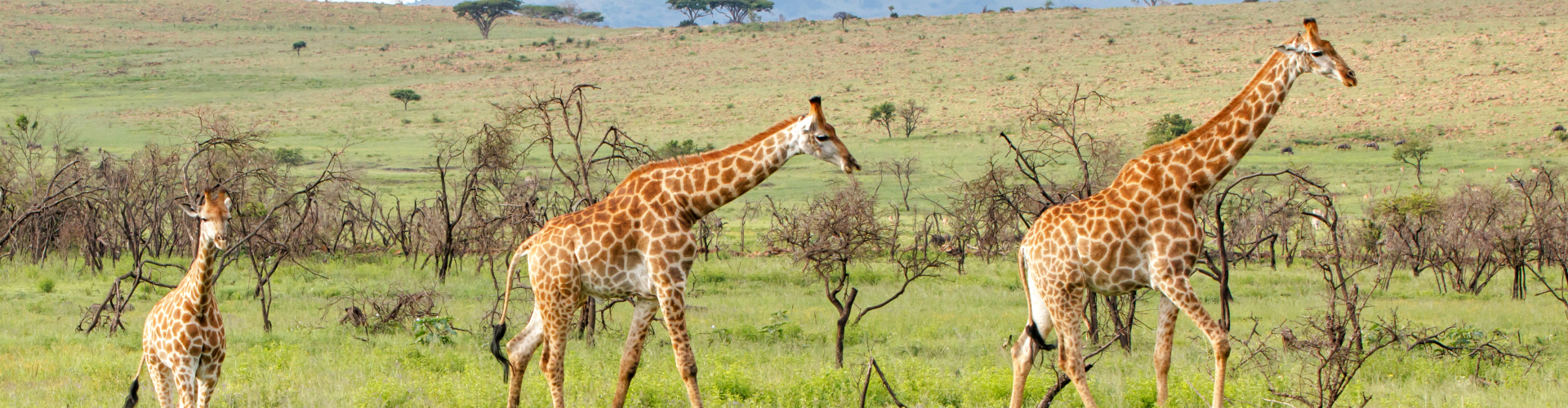 giraffes-in-nambiti_game_reserve-in-south-africa