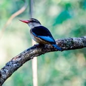 iSimangaliso Wetland Park Zuid-Afrika Vogels spotten