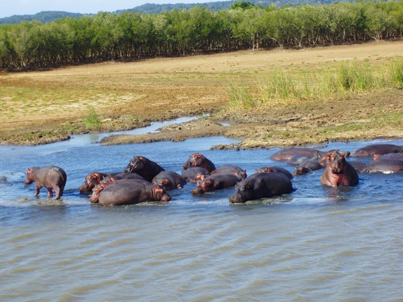 kwa-lucia-hippos