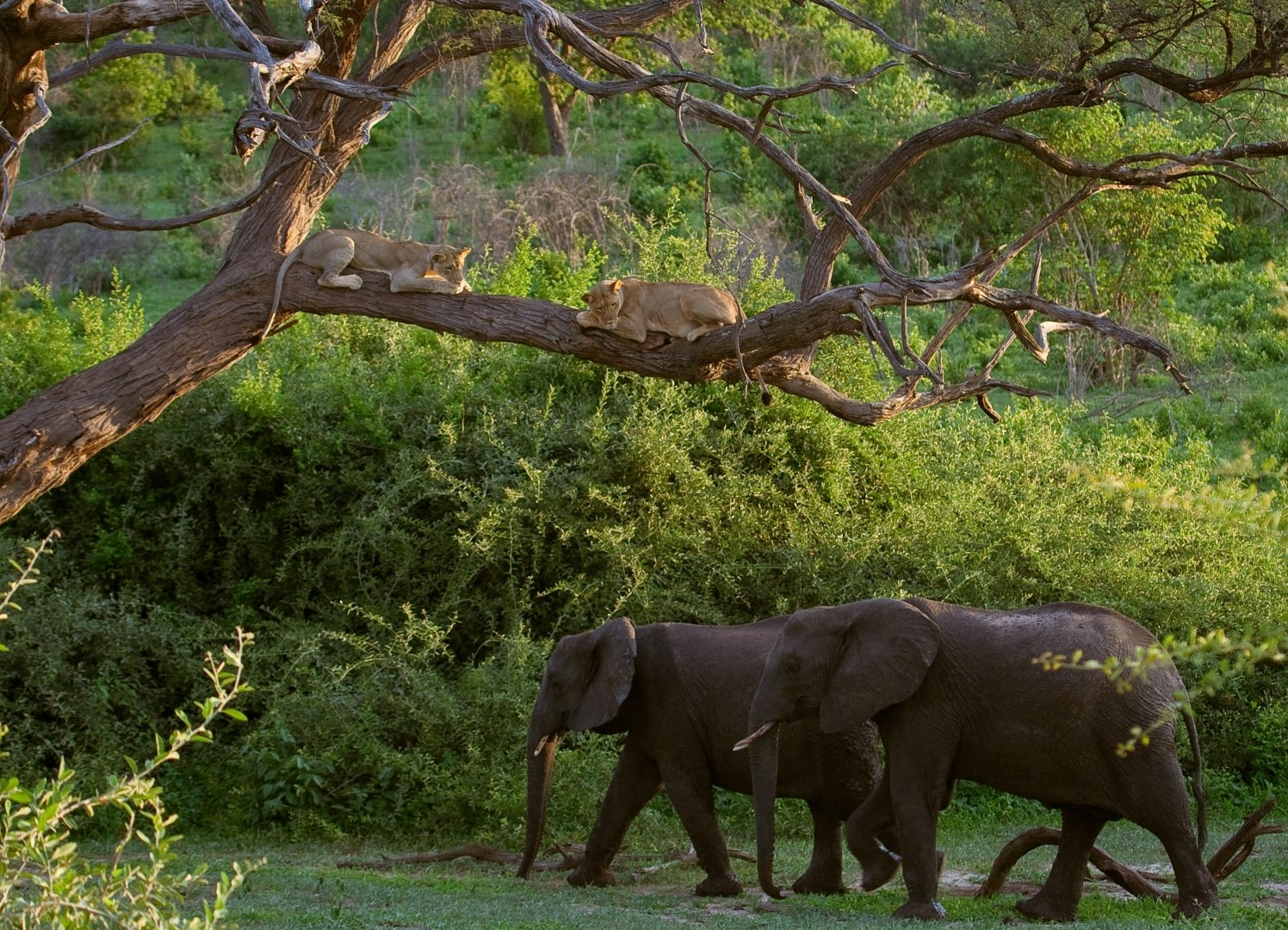 Kat-en-olifanten-in-het-chobe-national-park-in-botswana