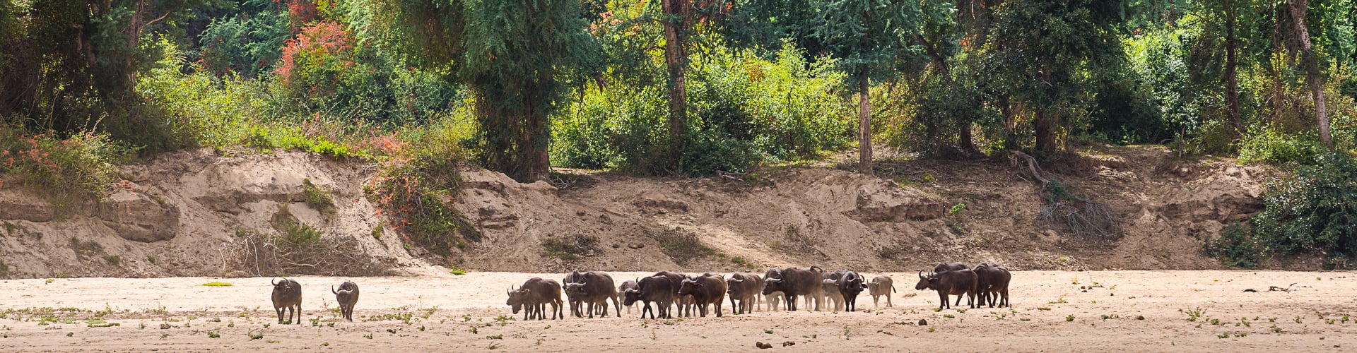 limpopo-province-soth-africa-riverbed-animals-crossing