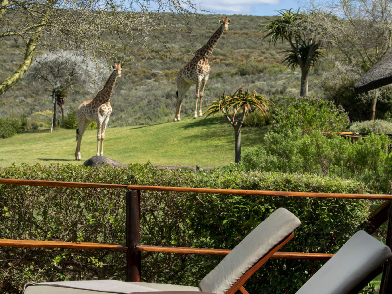 melozhori-private-game-reserve-lodge-giraffen