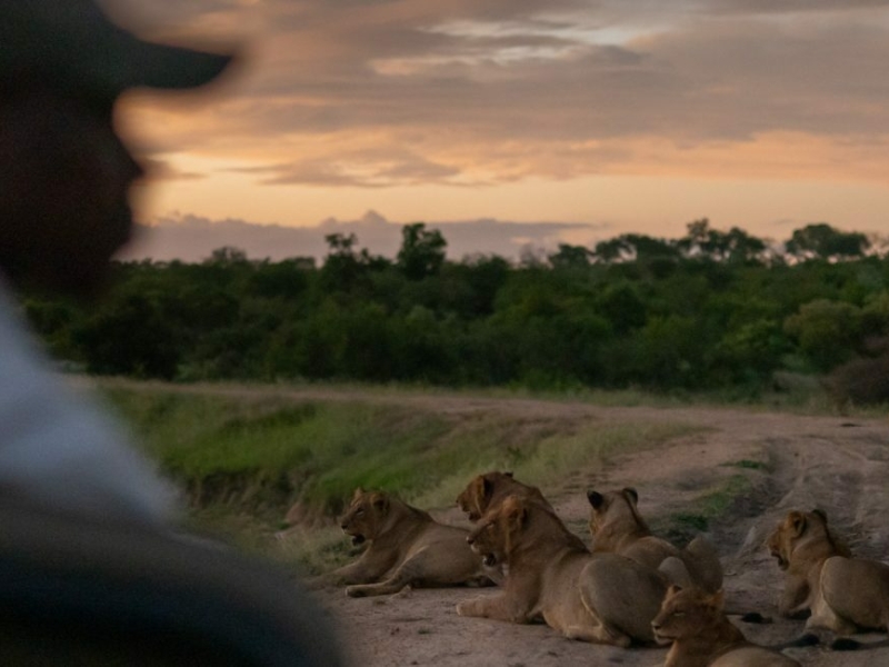 monwana-luxury-kruger-safari-leeuwen