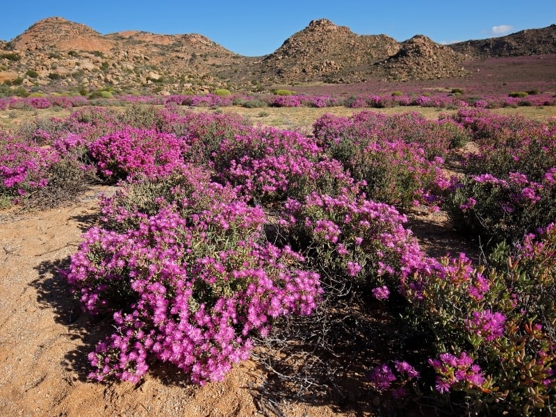 namaqualand-northern-cape-south-africa