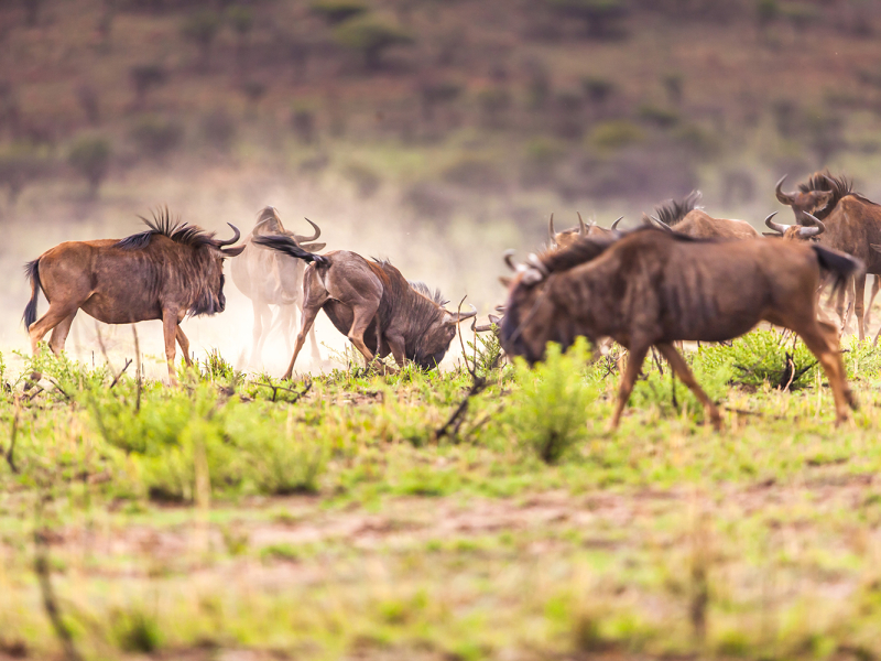 Nambiti Game Reserve Safari Wildebeest