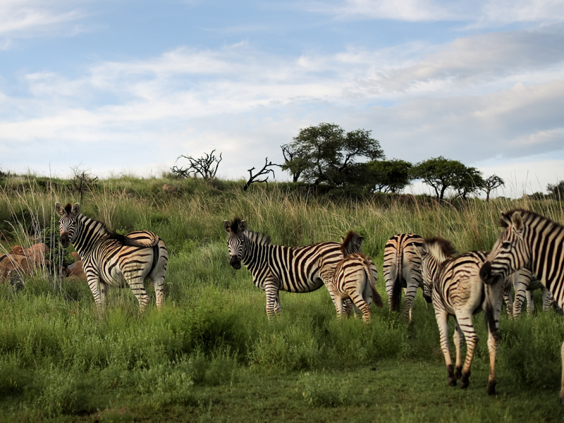 Nambiti Game Reserve Safari Zebras