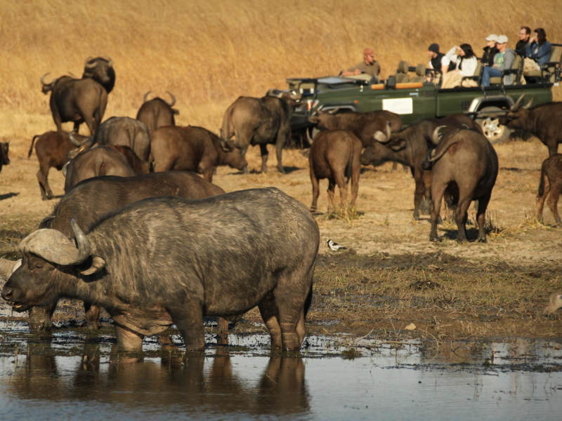 nambiti-game-reserve-safari