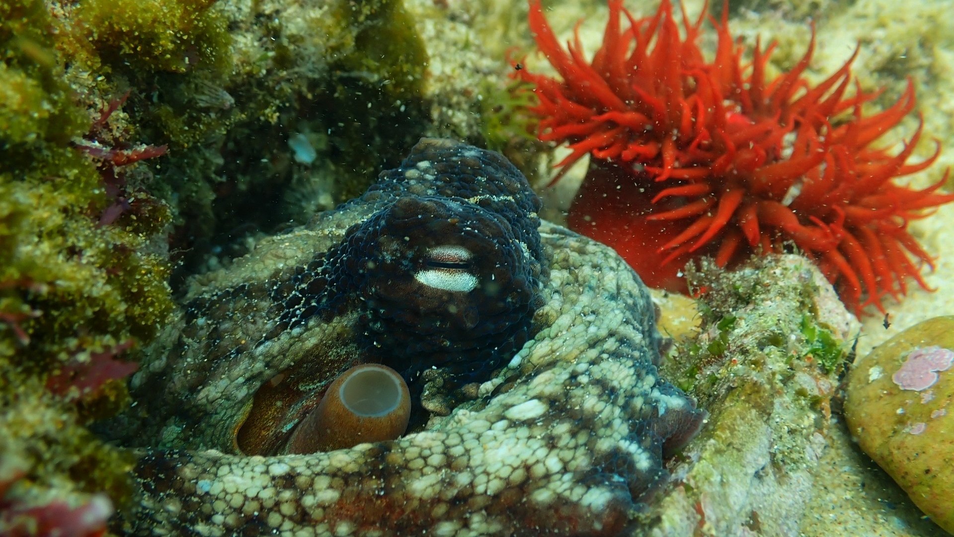 paquita-wreck-koraal
