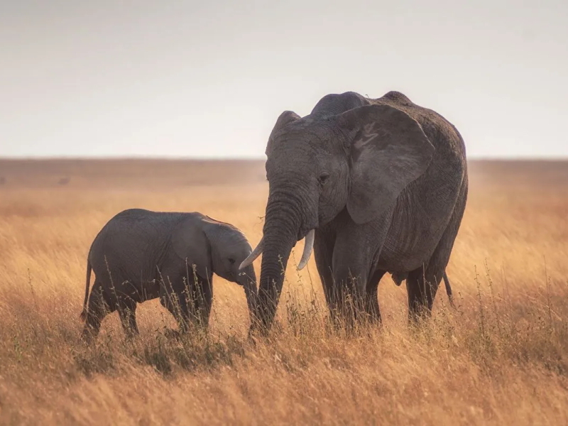 sediba-safari-lodge-elephants
