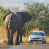 self-drive-safari-in-zuidelijk-afrika
