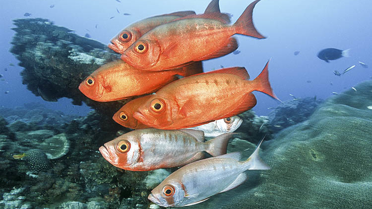 sodwana-bay-vissen