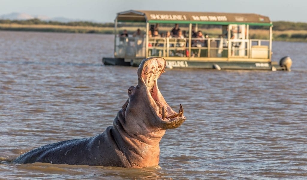 st-lucia-zuid-afrika-hippo-croc-boat-trip