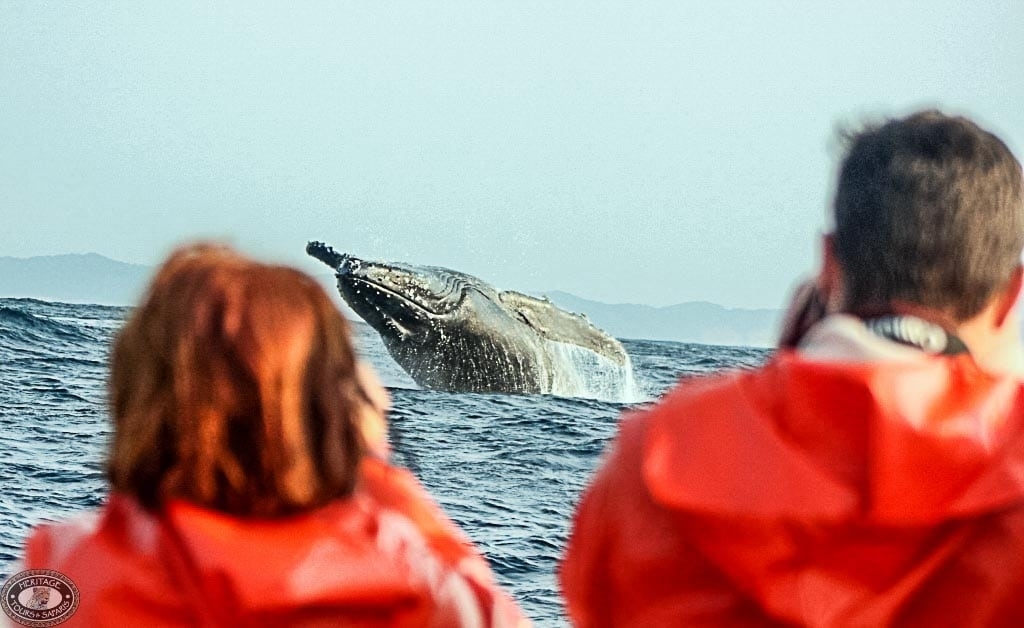 st-lucia-zuid-afrika-whale-watching-walvis-spotten