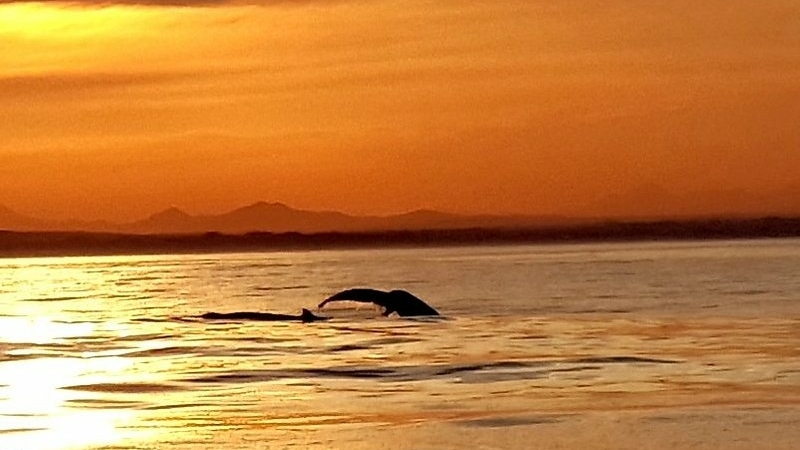 sunset-whale-tail-st-francis-bay