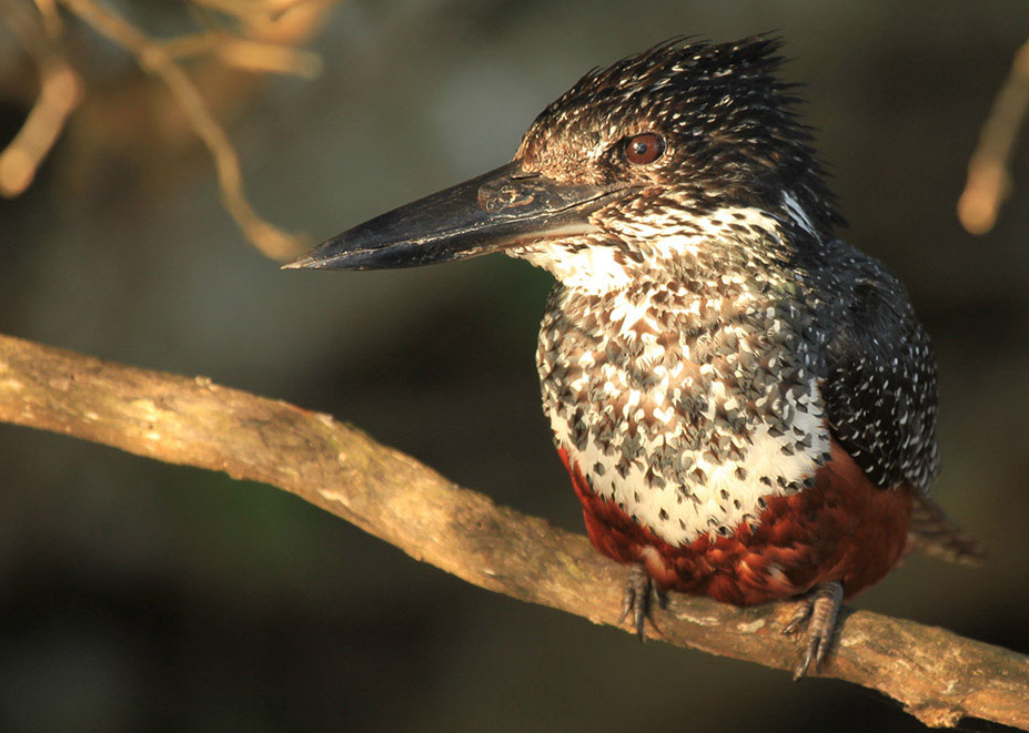 Vogels spotten Zuid-Afrika Mkhuze Game Reserve_2