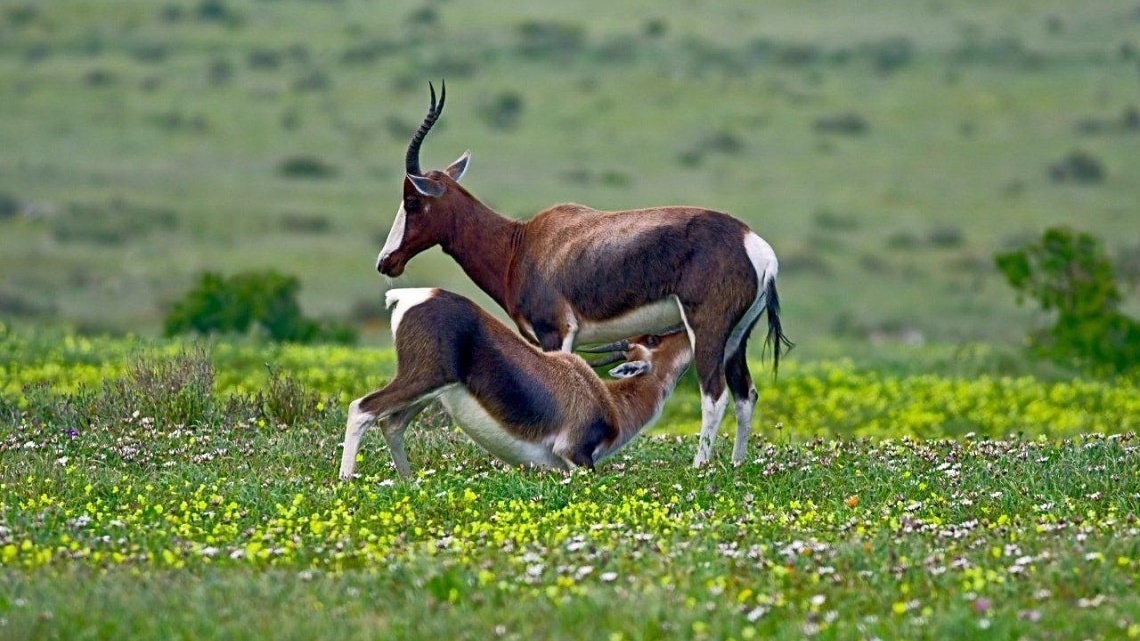 west-coast-national-park-wildlife-bontebok