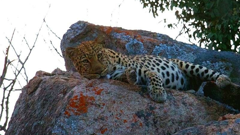 wildlife-in-matobo-national-park-zimbabwe