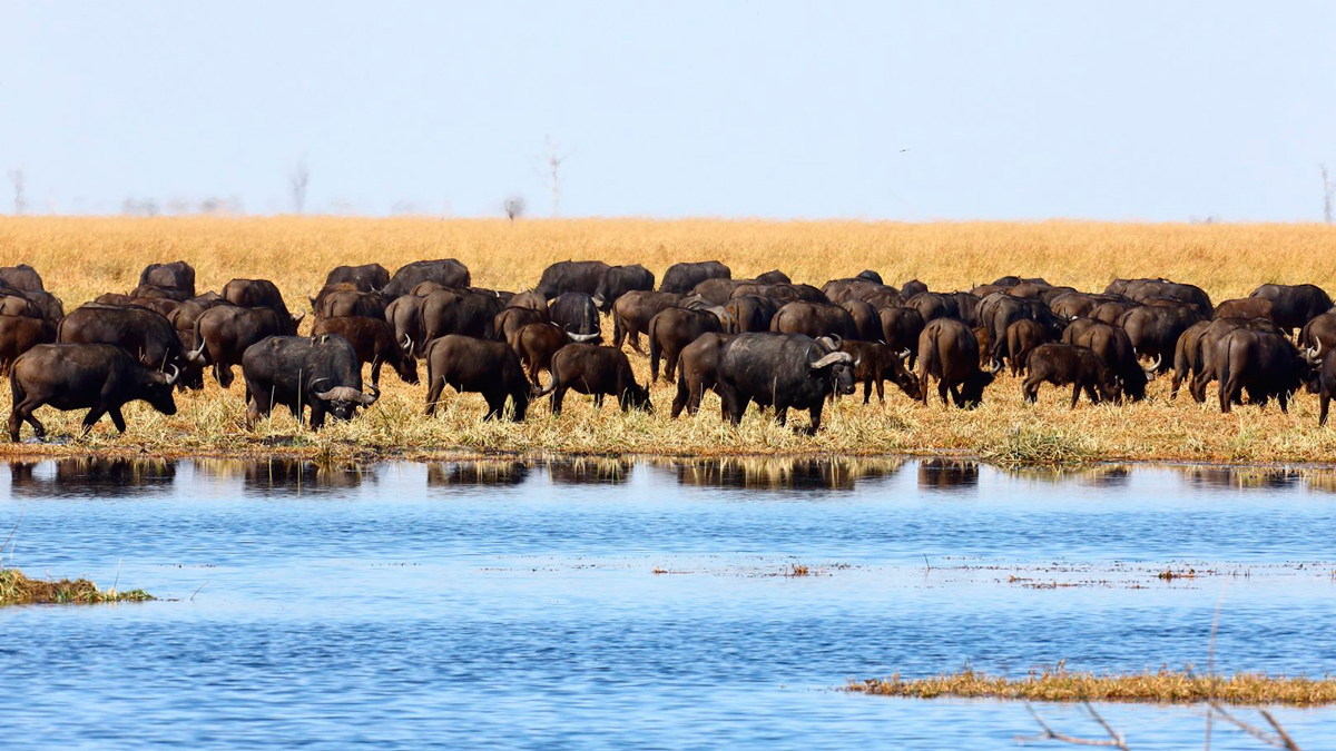 Buffels-in-Botswana