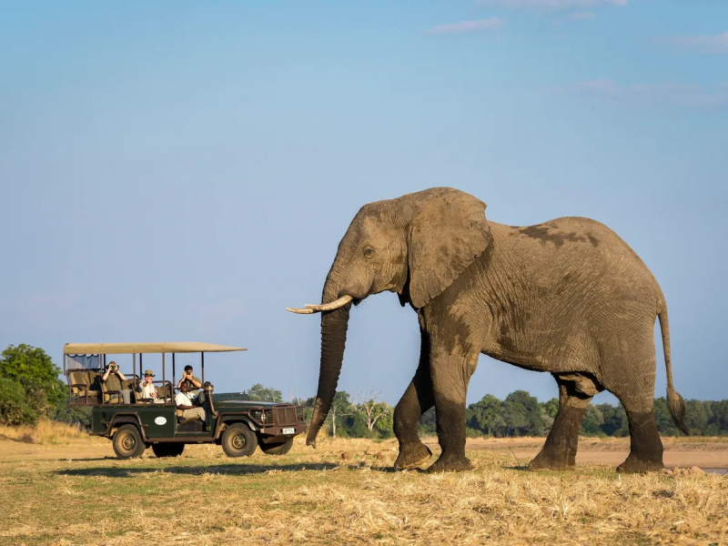 zambia-safari-with-elephant