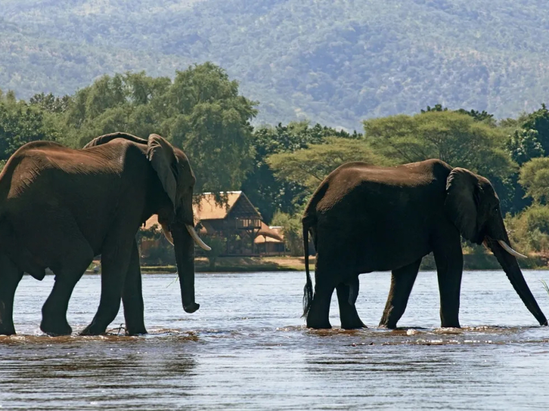 zambia-safari-with-elephants-in-river