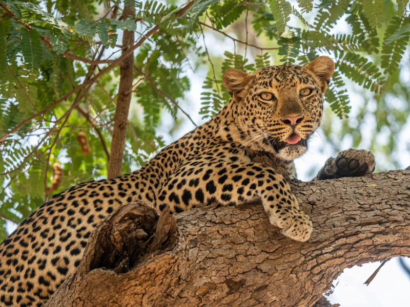 zambia-safari-with-leopard-in-tree