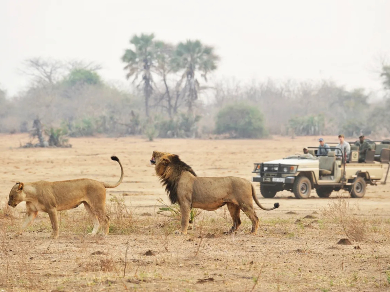 zambia-safari-with-lions