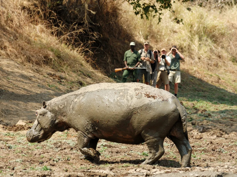 zambia-safari-with-rhino-in-the-mud