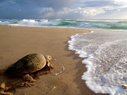 Zeeschildpadden Zuid-Afrika Tracking & Moitoring Zeeschildpadden Zuid-Afrika Tracking & Moitoring