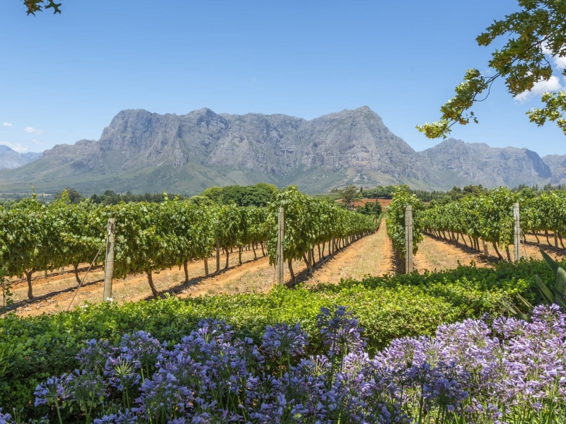 cape-winelands-zuid-afrika