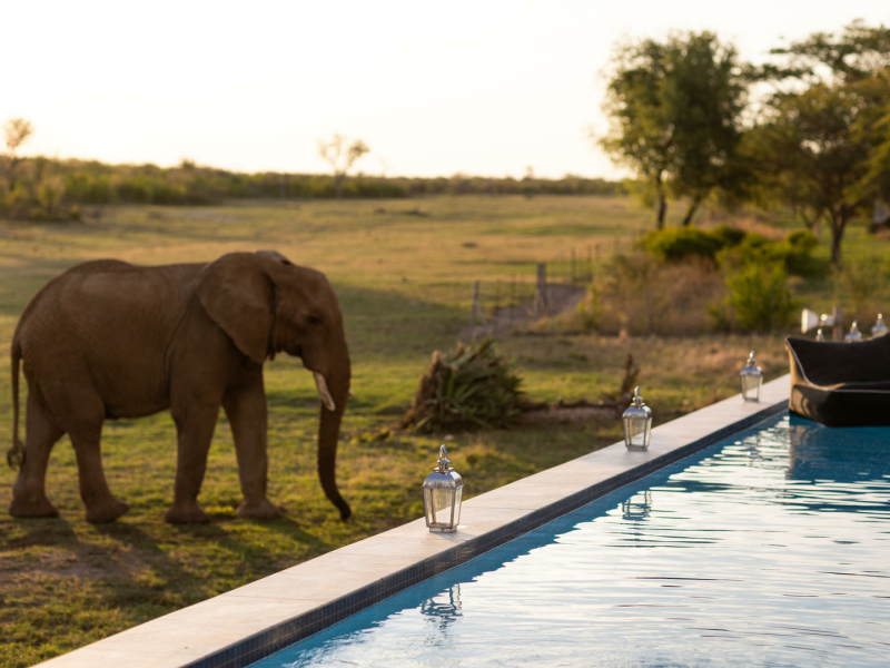 jamala_safari_lodge_pool_elephants.