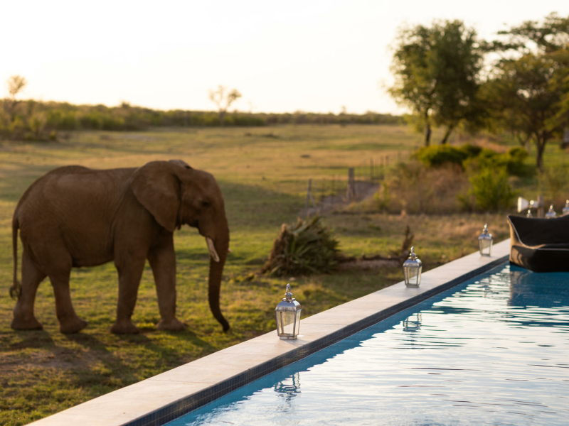 jamala_safari_lodge_pool_elephants.