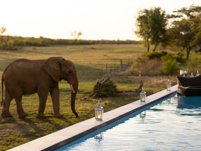 jamala_safari_lodge_pool_elephants.