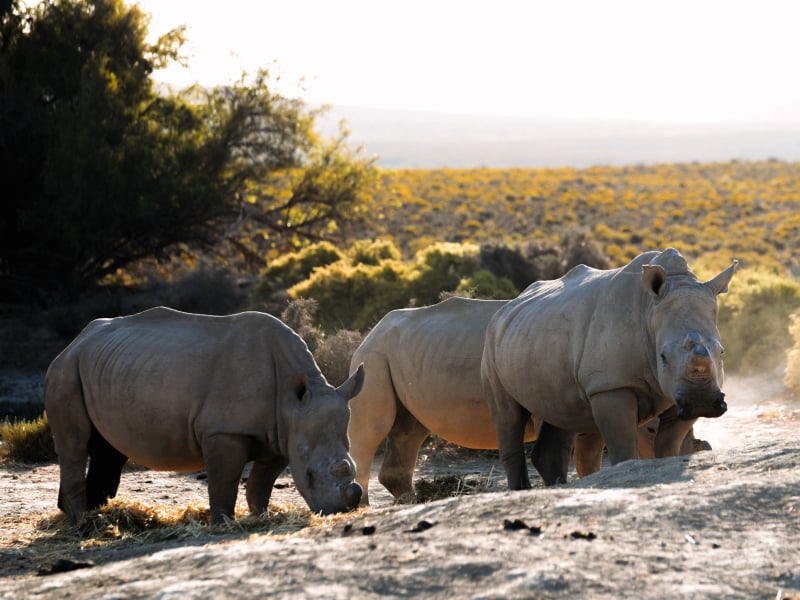 kingsley_lodge_rhino