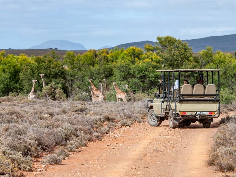 kingsley_lodge_safari_drive