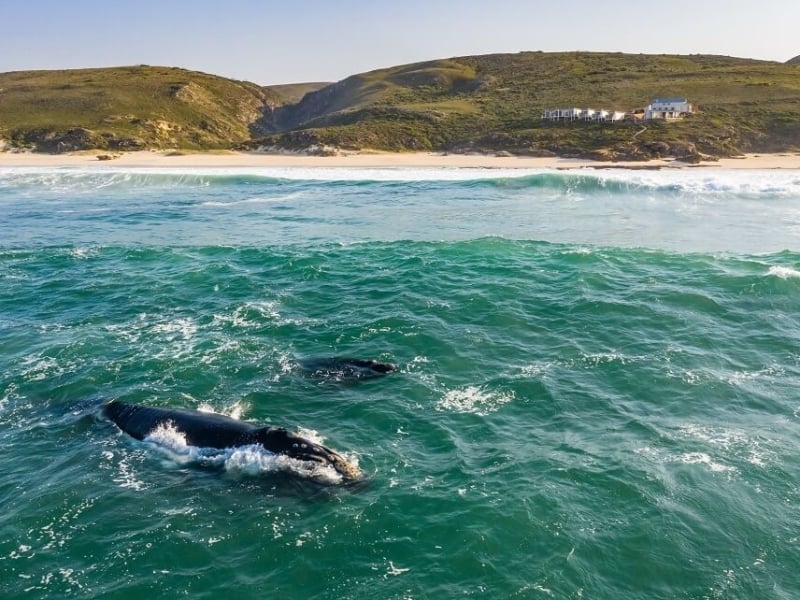 lekkerwater-beach-lodge-overberg-walvissen