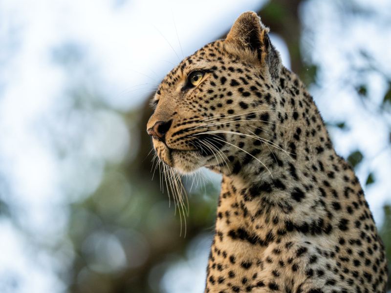 silvan_safari_leopard