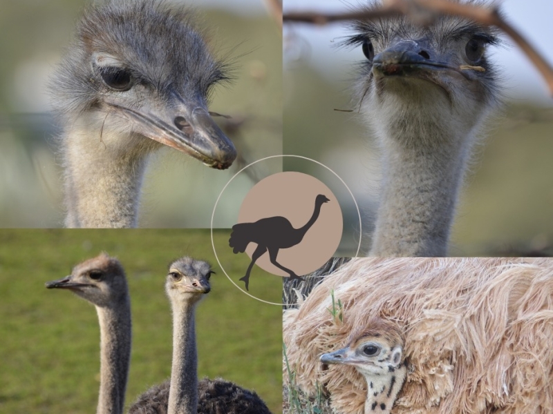 swartberg_country_manor_ostriches