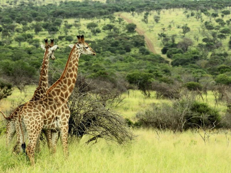 thanda-private-game-reserve-safari-lodge-kwazulu-natal-giraffe